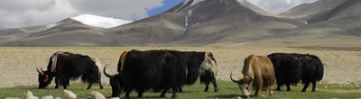Tibet Nature & Culture Tour