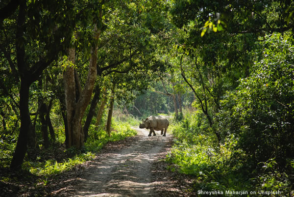 rhino on path