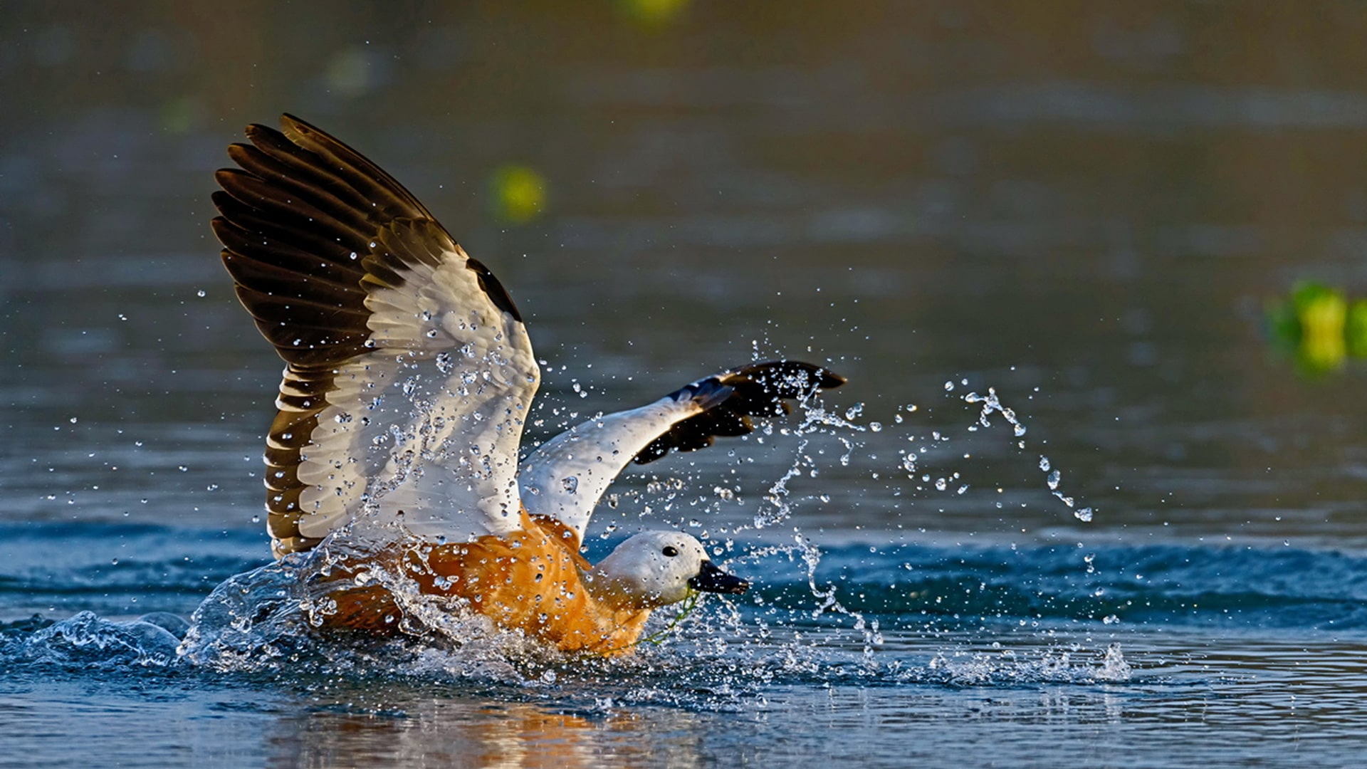 Nepal Mammal and Bird Watching Tour