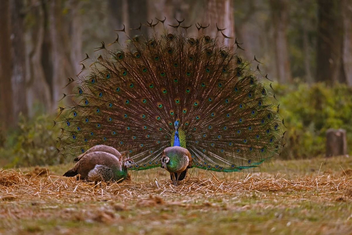 Wildlife Safari Tour in Chitwan