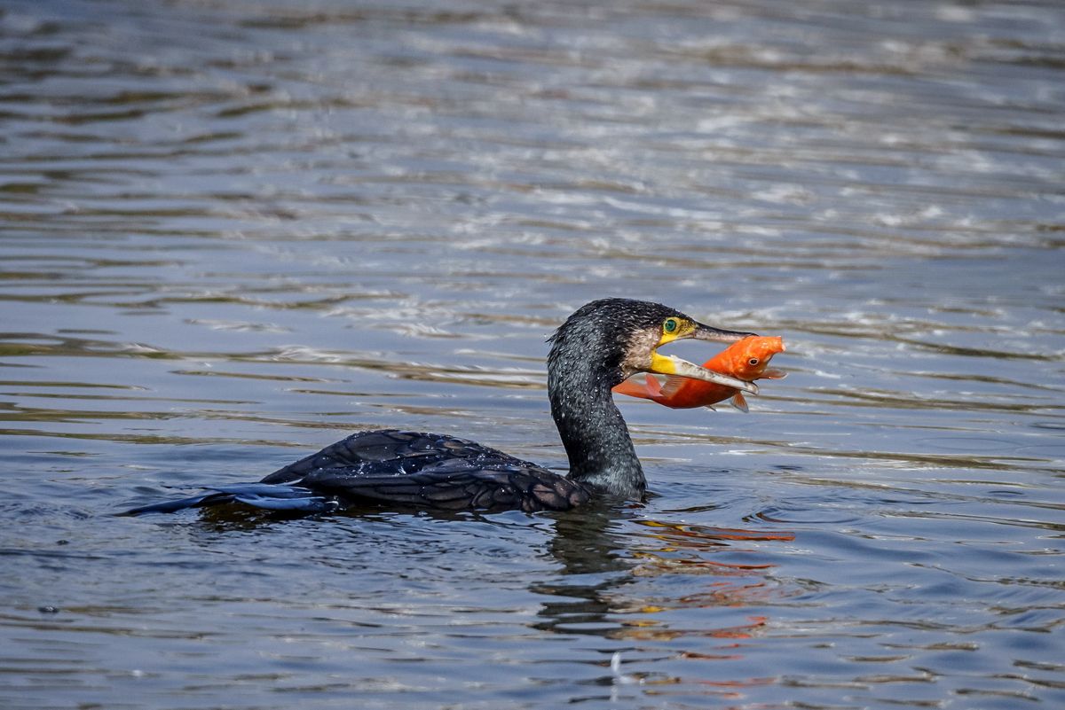 Bird Watching in Koshi Tappu Reserve Tour