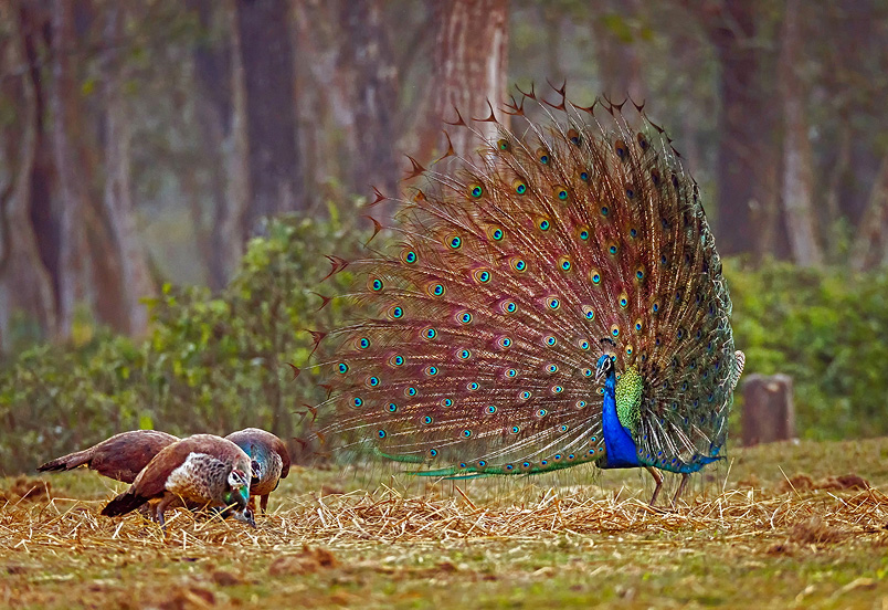 peacock