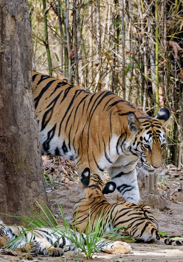 tigerr
